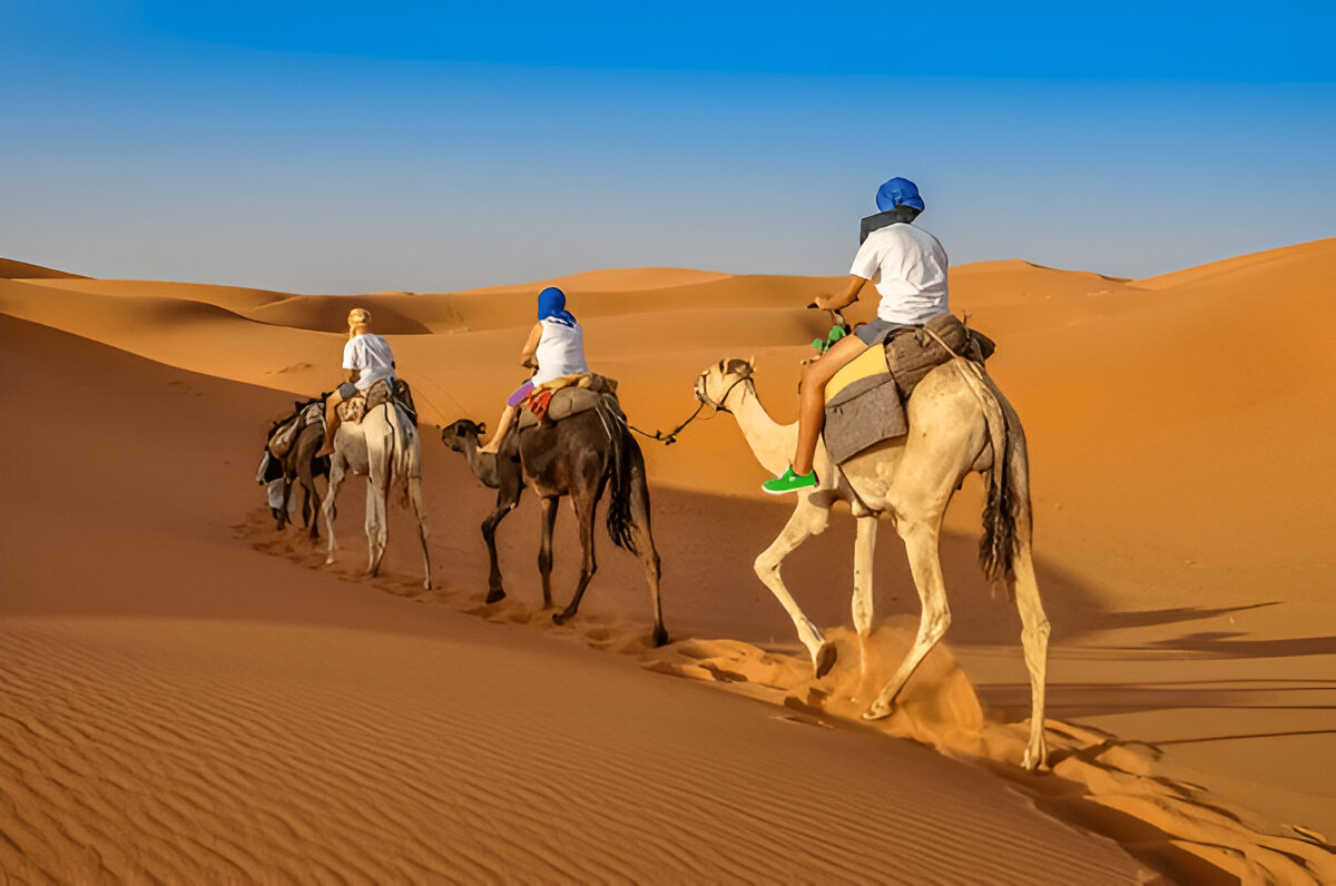 Travelers riding camels in the big dunes of Merzouga Erg Chebbi, Morocco