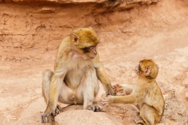 Barbary macaque monkeys near Ouzoud during a 3-day shared Marrakech to Fes tour