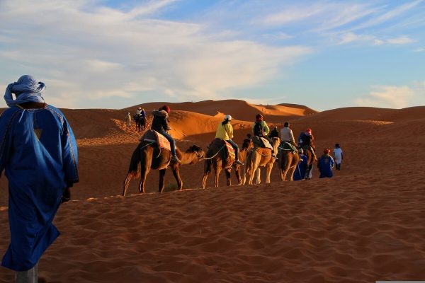 Camel caravan crossing the Sahara dunes in Morocco at sunset